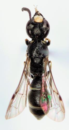 Réf. 199 868 : Microdynerus timidus